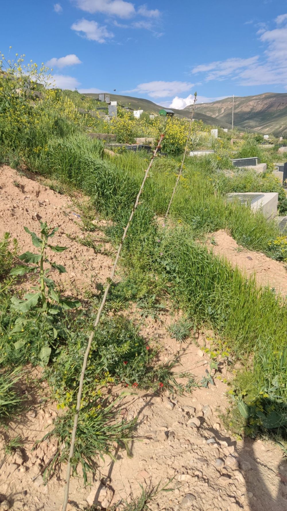 مستندات گزارش